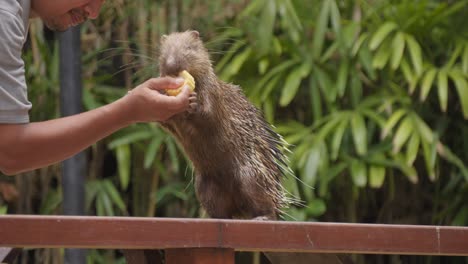 A-zookeeper-in-Bali-Zoo-feeds-a-Sunda-porcupine