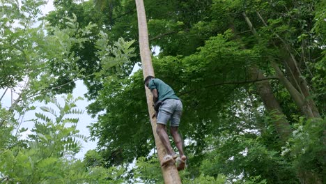 Barefoot-strong-Tanzania-man-climbing-tall-palm-tree-picking-coconuts