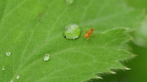 Makroaufnahme-Einer-Winzigen-Roten-Ameise,-Die-über-Einen-Tropfen-Auf-Einem-Grünen-Blatt-Läuft,-Insekten-In-Der-Natur