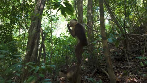 Curious-capuchins-monkeys-in-Tayrona:-a-glimpse-into-wild-Colombia