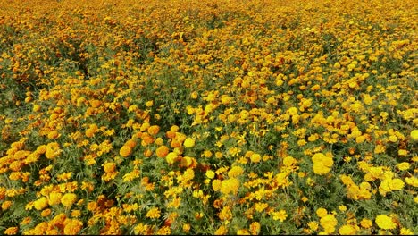 Aerial-push-in-video-of-marigold-flower-crops-in-México