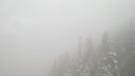 Aerial-View-Of-Misty-Cloudy-Forest-and-Snow-Covered-Pine-Trees,-Low-Visibility