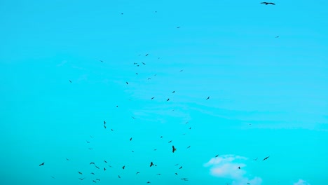 Bandada-De-águilas-Volando-En-Círculos,-Fondo-De-Cielo-Azul