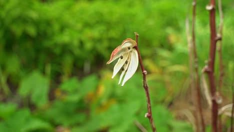 Red-Okra-in-botanical-garden-opened-up-showing-the-dried-seeds-inside