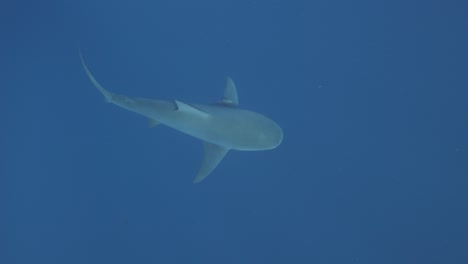 Draufsicht-Auf-Einen-Bullenhai,-Der-Im-Ozean-Schwimmt