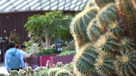 Rack-Focus-Erfasst-Wunderschöne-Stachelige-Kakteen-In-Einer-Gewächshausumgebung,-Zeigt-Touristen-Im-Hintergrund-Im-Flower-Dome-Conservatory,-Gardens-By-The-Bay,-Singapur