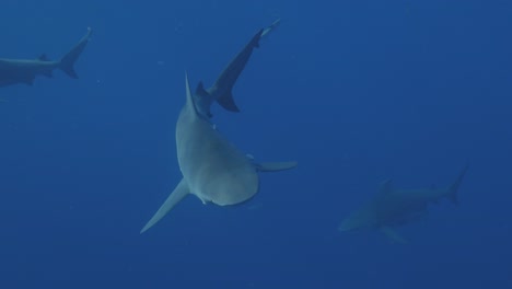 Tiburón-Toro-Nadando-A-Cámara-Lenta-Con-La-Luz-Del-Sol-Ondeando-En-La-Piel