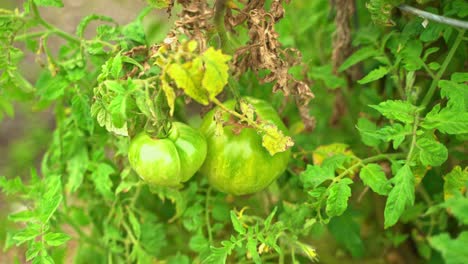 Grüne-Tomaten-Hängen-An-Einer-Tomatenrebe-Mit-Einigen-Getrockneten-Blättern-Drumherum,-Anbau-Auf-Einem-Grünen-Bauernhof