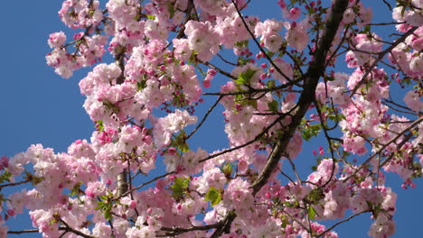 Zarte-Kirschblüten-Blühen-Vor-Einem-Klaren-Blauen-Himmel-Und-Verkünden-Die-Ankunft-Des-Frühlings