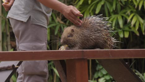 A-zookeeper-touches-the-back-of-a-Sunda-porcupine,-which-rolls-up-to-display-its-spikes