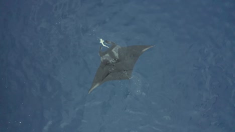 Aerial-top-down-ascending-of-manta-ray-at-ocean-surface-with-remora