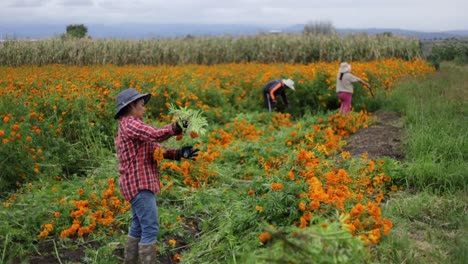 Footage-of-a-group-of-farmers-working-hard-on-harvesting-marigold-flowers