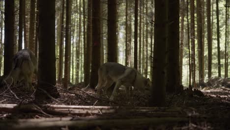 A-wolfhound-sniffs-in-the-forest