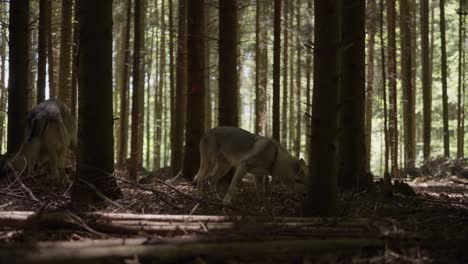 Ein-Wolfshund-Schnüffelt-Im-Wald