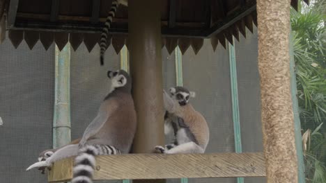 Family-of-ring-tailed-lemur-with-babies-playing-and-climbing