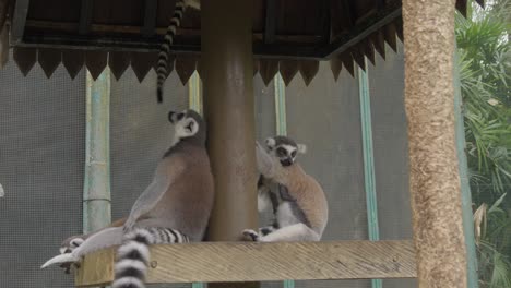 Familie-Der-Kattas-Mit-Spielenden-Und-Kletternden-Babys