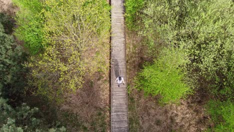 Aerial-view-of-man-walking-over-wooden-pathway-in-the-forest-of-Plateaux-Hageven