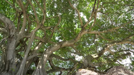 Una-Elegante-Toma-Captura-Un-árbol-Invertido,-Brindando-Una-Vista-Impresionante-Del-Exuberante-Dosel-Verde-De-Arriba