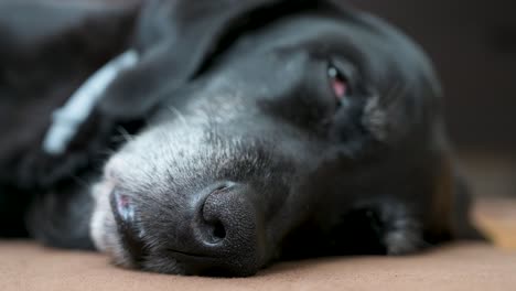 Una-Vista-Detallada-Y-De-Enfoque-Estrecho-De-La-Nariz-De-Un-Perro-Negro-Mayor-Durmiendo-Mientras-Yace-En-El-Suelo-De-Su-Casa