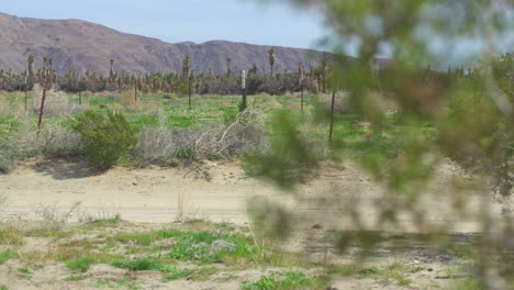 A-sandy-road-surrounded-by-Rocky-Mountains,-Lush-green-shrubs-and-flowers-as-well-as-an-old-rusting-fence-in-the-Anza-Borrego-Desert