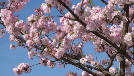 Lebendige-Kirschblüten-In-Voller-Blüte,-Sanft-Wiegend-Vor-Einem-Klaren-Blauen-Frühlingshimmel