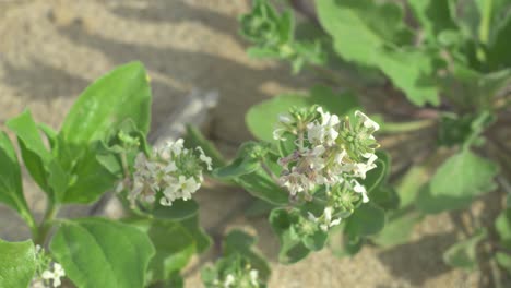 Draufsicht-Auf-Eine-Gruppe-Von-Wüstenblumen,-Die-An-Einem-Sonnigen-Tag-Im-Wind-Wehen