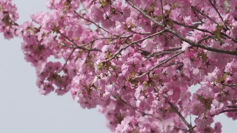 Close-up-slow-motion-of-delicate-cherry-blossoms-swaying-in-a-gentle-spring-breeze,-showcasing-the-serene-beauty-of-nature