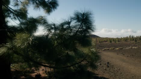 Rocky-volcanic-landscape-and-green-forest-revealed-behind-tree-in-spring,-Teide-Nation-park-on-Tenerife,-Canary-Islands