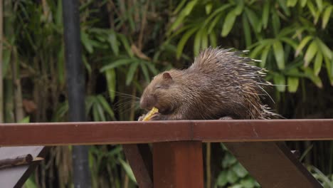 Sunda-porcupine-or-Javan-porcupine-eating-on-wooden-fence