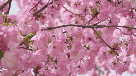 Cherry-blossoms-in-full-bloom,-a-gentle-sign-of-spring's-arrival,-captured-in-soft-focus-with-subtle-sunlight