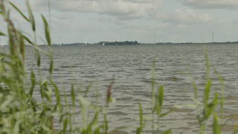 A-slow-motion-shot-of-reeds-near-a-lake-with-wind-mils-in-the-background