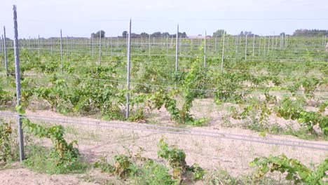 Grapes-Growing-In-The-Vineyard-With-Trellis-Structure