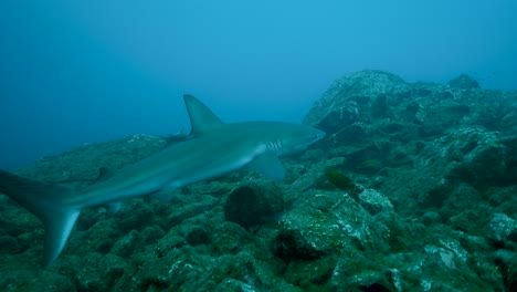 Tiburón-Gris-De-Arrecife-Navega-A-Lo-Largo-Del-Suelo-Bentónico-Cubierto-De-Algas-Bajo-El-Agua