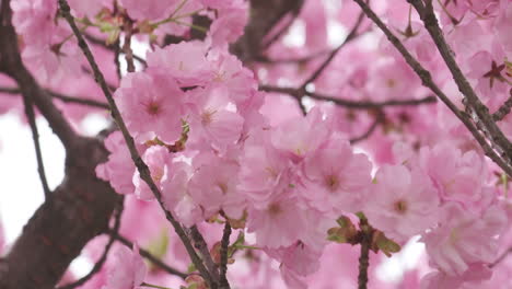 Primer-Plano-En-Cámara-Lenta-De-Delicadas-Flores-De-Cerezo-Meciéndose-Con-Una-Suave-Brisa-Primaveral,-Mostrando-La-Serena-Belleza-De-La-Naturaleza