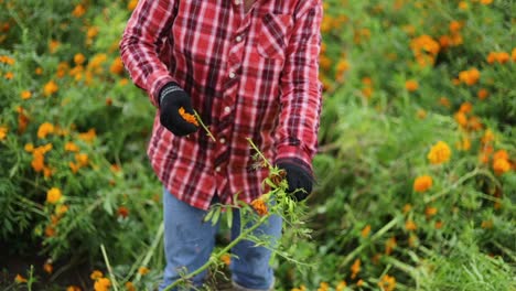 Footage-of-a-Hispanic-woman-harvesting-and-preparing-the-marigold-flower-for-selling