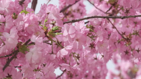 Flores-De-Cerezo-En-Plena-Floración,-Una-Suave-Señal-De-La-Llegada-De-La-Primavera,-Capturadas-En-Un-Enfoque-Suave-Con-Una-Sutil-Luz-Solar.