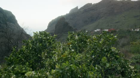 Pueblo-Pirata-De-Masca-Revelado-Detrás-De-Una-Planta-Verde-En-Tenerife,-Islas-Canarias-En-Primavera