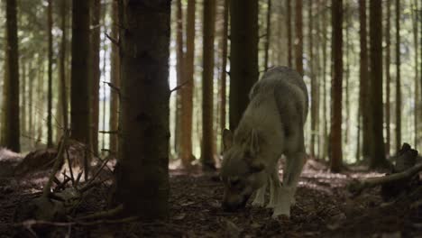 Un-Perro-Lobo-Olfatea-En-El-Bosque