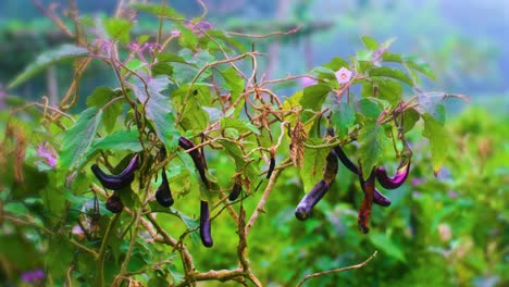 Jardín-De-Berenjenas-En-Una-Granja-Con-Flores-De-Color-Púrpura-En-Un-Fondo-Verde-En-Bangladesh
