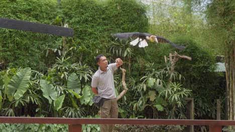 Hornbill-Volando-Lejos-Del-Cuidador-Del-Zoológico-Durante-Un-Espectáculo-De-Aves-En-El-Zoológico-De-Bali,-Filmado-En-Cámara-Lenta