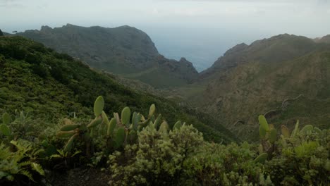 Feigenkaktus-Und-Berge-Im-Norden-Teneriffas-Landschaft,-Kanarische-Inseln-Im-Frühling