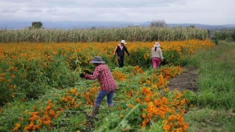 Footage-of-a-group-of-farmers-harvesting-cempasúchil-flowers