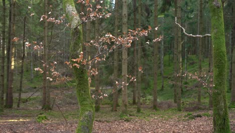 Static-shot-of-a-tree-with-dry-leaves-in-a-mossy-forest-setting