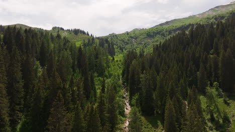 Aerial-of-a-small-mountain-creek-surrounded-by-a-green-forest-and-meadow