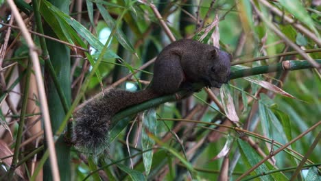 Nahaufnahme-Eines-Süßen-Wilden-Pallas-Eichhörnchens,-Das-Auf-Einem-Bambuszweig-Im-Daan-Waldpark-In-Taipeh,-Taiwan,-Ruht