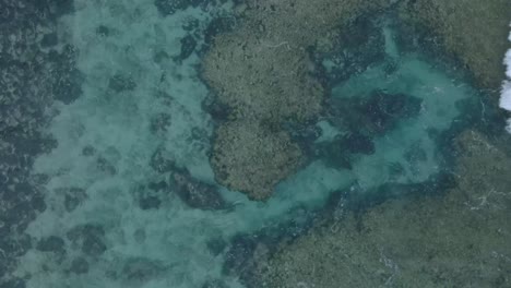 Von-Oben-Nach-Unten-Drohnenansicht-Von-Türkisfarbenem,-Klarem-Wasser-Und-Brechenden-Wellen-über-Einem-Flachen-Korallenriff-In-Uluwatu,-Bali,-Indonesien