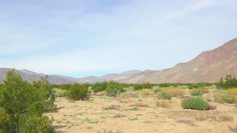 Atemberaubender-Goldener-Sand-Mit-Wüstenblumen,-Die-Umgeben-Von-Felsigen-Bergen-Wachsen,-Und-Sukkulenten-An-Einem-Sonnigen-Tag