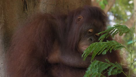 Authentische-Szene-Eines-Orang-Utans-Mit-Traurigem-Gesichtsausdruck