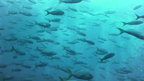 Seitenansicht-Eines-Silbernen-Und-Gelben-Fisches,-Der-In-Schimmernden-Lichtstrahlen-Unter-Wasser-Schwimmt