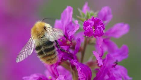 Gemeinsame-Wollbiene-Sammelt-Nektar-Von-Blutweiderich-Blüten-Im-Garten-Und-Fliegt-Davon